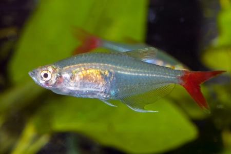 Fotografie druhu Prionobrama filigera