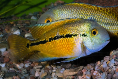Fotografie druhu Hypsophrys nicaraguensis