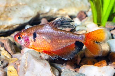 Fotografie druhu Megalamphodus eques