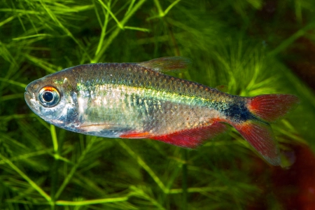 Fotografie druhu Psalidodon anisitsi 