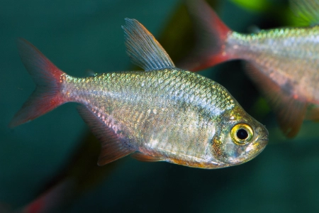 Fotografie druhu Hyphessobrycon columbianus