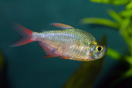 Fotografie druhu Hyphessobrycon columbianus