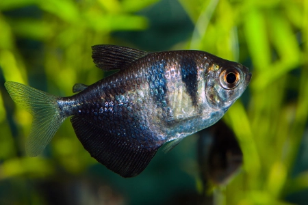 Fotografie druhu Gymnocorymbus ternetzi