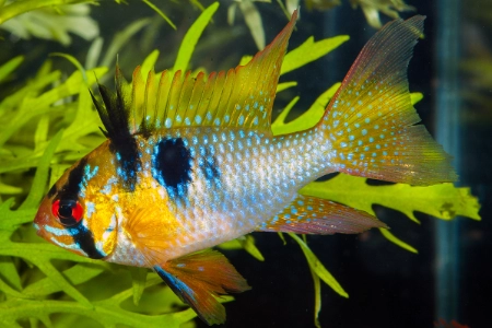 Fotografie druhu Mikrogeophagus ramirezi Long Fin
