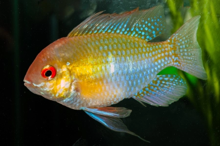 Fotografie druhu Mikrogeophagus ramirezi Gold