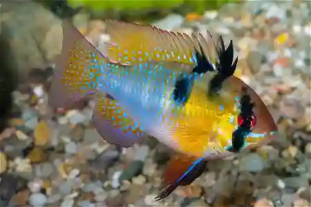 Fotografie druhu Mikrogeophagus ramirezi