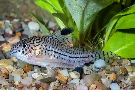 Hoplisoma trilineatum