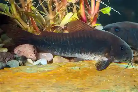 Fotografie druhu Osteogaster aenea forma „schultzei“ Black