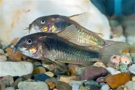 Fotografie druhu Osteogaster aenea forma „schultzei“