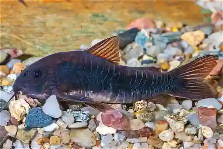 Fotografie druhu Osteogaster aenea forma „schultzei“ Black