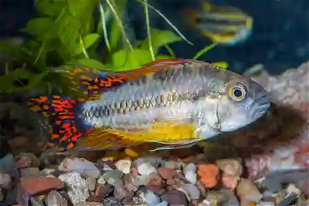 Apistogramma cacatuoides  