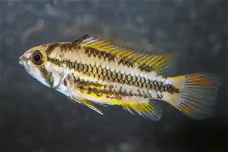 Apistogramma cacatuoides  