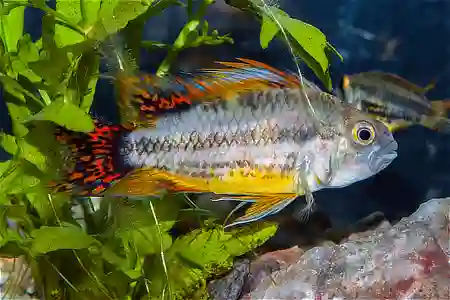 Apistogramma cacatuoides  