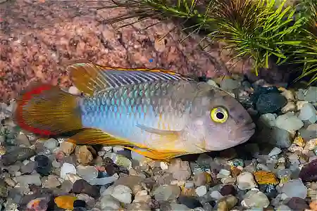 Apistogramma nijsseni