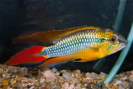 Apistogramma agassizii  