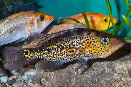 Fotografie druhu Petenia splendida