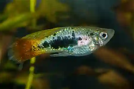 Fotografie druhu Xiphophorus variatus Simpson Tuxedo