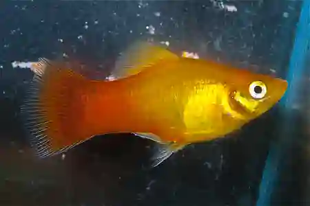 Fotografie druhu Xiphophorus maculatus  Sunset