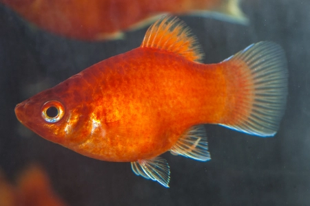 Fotografie druhu Xiphophorus maculatus  Red Coral