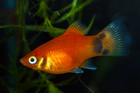 Fotografie druhu Xiphophorus maculatus  Red Mickey Mouse