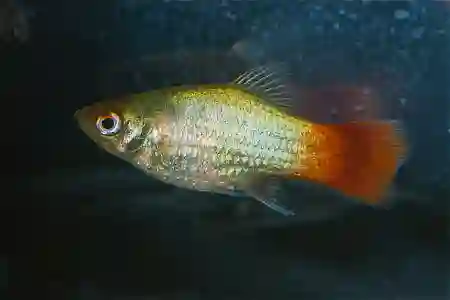 Fotografie druhu Xiphophorus maculatus  Blue Coral