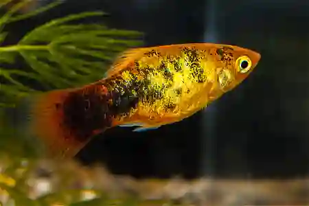 Fotografie druhu Xiphophorus maculatus  Sunset Calico