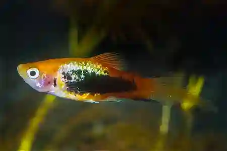 Fotografie druhu Xiphophorus maculatus  Tuxedo Spitz