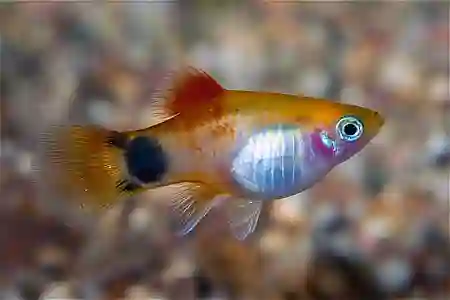 Fotografie druhu Xiphophorus maculatus  Sunset Neon Mickey Mouse