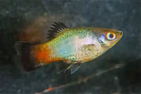 Fotografie druhu Xiphophorus maculatus Rainbow