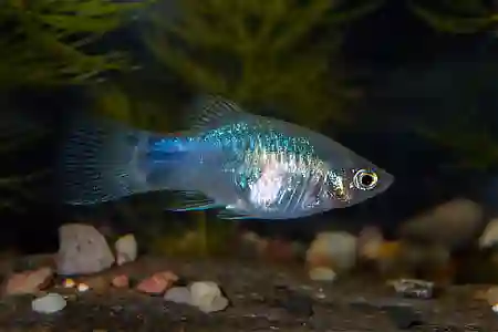 Fotografie druhu Xiphophorus maculatus Blue Mickey Mouse