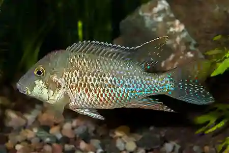 Fotografie druhu Geophagus steindachneri