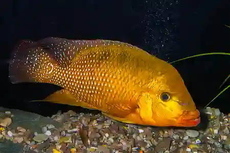 Fotografie druhu Mesoheros festae