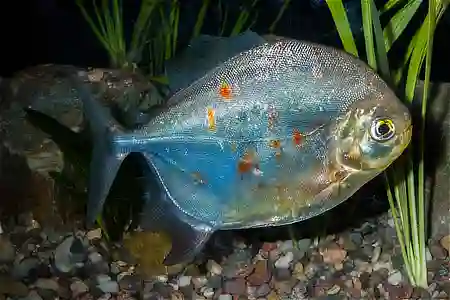 Fotografie druhu Myloplus rubripinnis