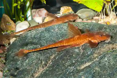 Fotografie druhu Rineloricaria sp. Red