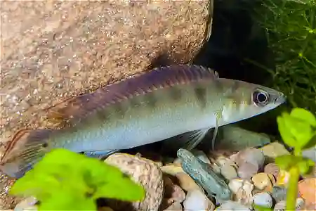 Fotografie druhu Wallaciia regani