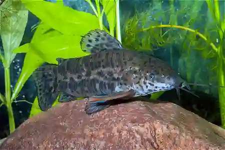 Fotografie druhu Megalechis thoracata