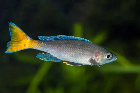 Fotografie druhu Cyprichromis leptosoma
