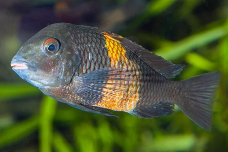 Fotografie druhu Tropheus duboisi