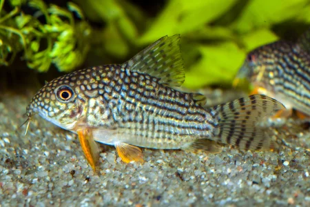 Hoplisoma sterbai
