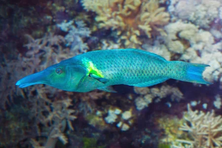 Fotografie druhu Gomphosus caeruleus