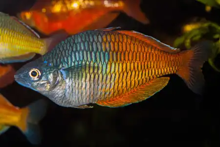 Fotografie druhu Melanotaenia boesemani