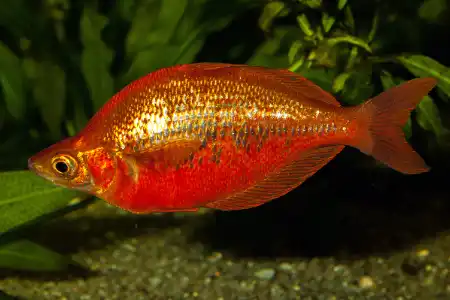 Fotografie druhu Glossolepis incisa