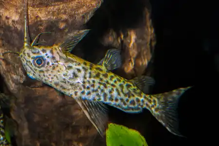 Fotografie druhu Synodontis nigriventris
