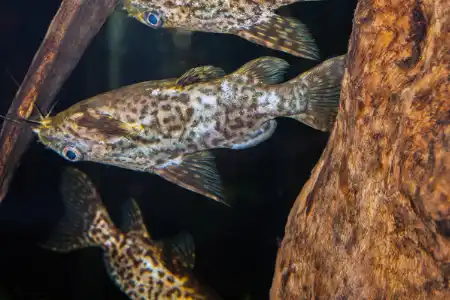 Fotografie druhu Synodontis nigriventris