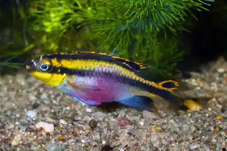Fotografie druhu Pelvicachromis pulcher