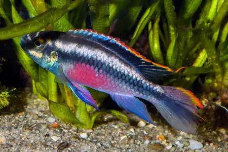 Fotografie druhu Pelvicachromis pulcher