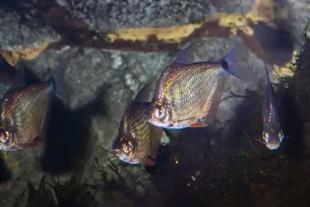 Fotografie druhu Tetragonopterus argenteus