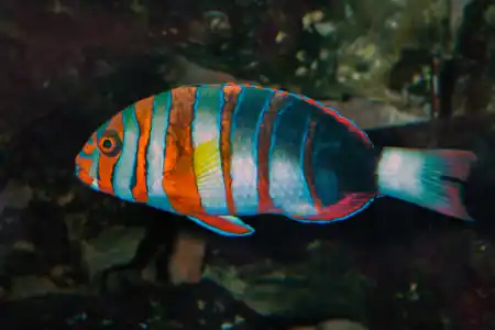 Fotografie druhu Choerodon fasciatus