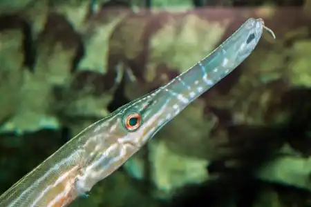 Fotografie druhu Aulostomus chinensis