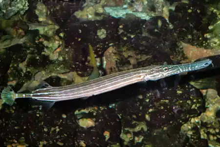 Fotografie druhu Aulostomus chinensis